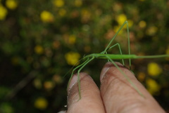 Phasmodes ranatriformis