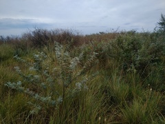 Halimodendron halodendron