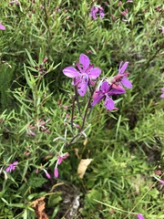 Chamaenerion colchicum