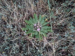 Cirsium acaule esculentum