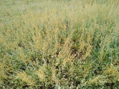 Atriplex verrucifera