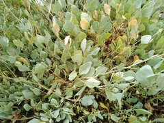 Atriplex verrucifera