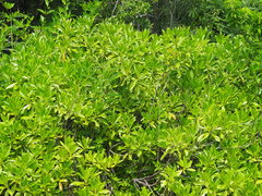 Myoporum bontioides