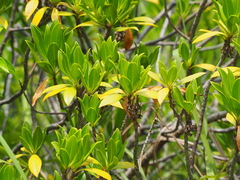 Myoporum bontioides