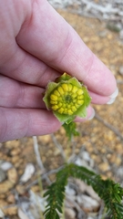 Pimelea suaveolens