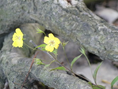 Lysimachia ciliata
