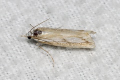Catoptria latiradiellus