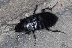 Harpalus caliginosus