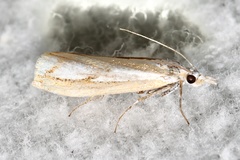 Catoptria latiradiellus