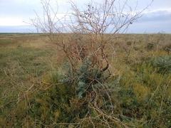 Halimodendron halodendron