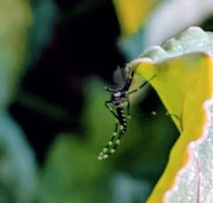 Stegomyia