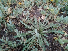 Taraxacum bessarabicum
