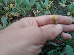 Taraxacum bessarabicum