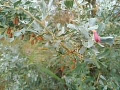 Halimodendron halodendron