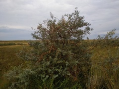 Halimodendron halodendron