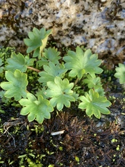 Micranthes nelsoniana