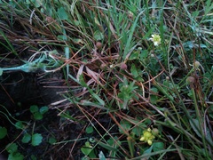 Halerpestes sarmentosa