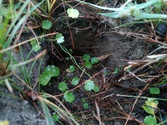 Halerpestes sarmentosa