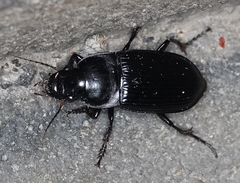 Harpalus caliginosus