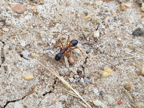 Banded Sugar Ant photo 2