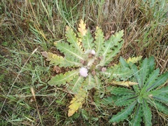 Cirsium acaule esculentum