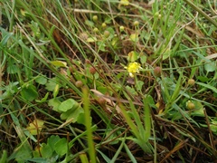 Halerpestes sarmentosa