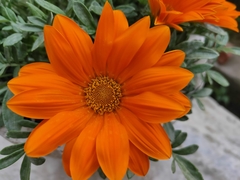 Asteraceae