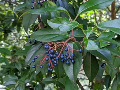Viburnum propinquum