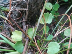 Halerpestes sarmentosa