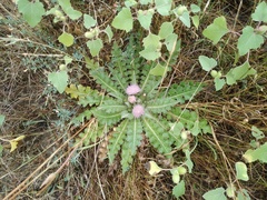Cirsium acaule esculentum