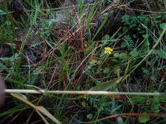 Halerpestes sarmentosa