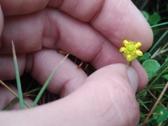 Halerpestes sarmentosa