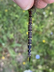 Aeshna interrupta interrupta