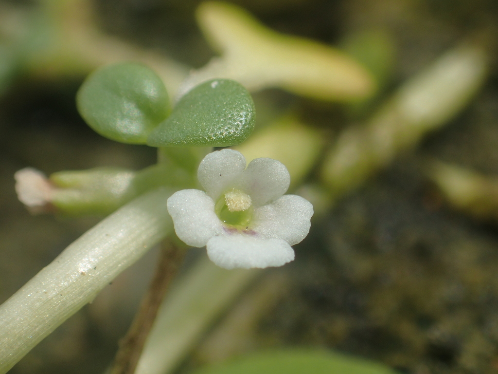 Peplidium maritimum (Peplidium maritimum)