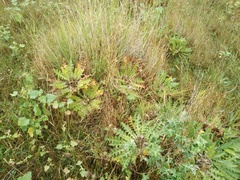 Cirsium acaule esculentum