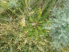 Cirsium acaule esculentum