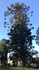 Araucaria bidwillii