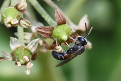 Lasioglossum interruptum