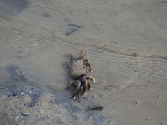 Macrophthalmus banzai