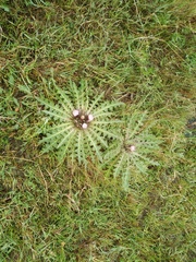 Cirsium acaule esculentum