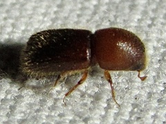 Xyleborus horridus