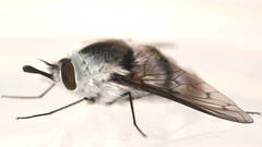 Meomyia sericans