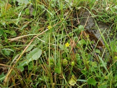 Halerpestes sarmentosa