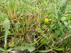 Halerpestes sarmentosa