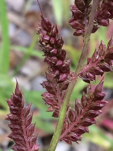 Paprastoji rietmenė nuotrauka