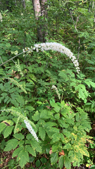 Actaea simplex