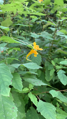 Impatiens noli-tangere