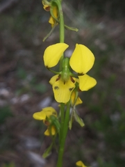 Diuris unica