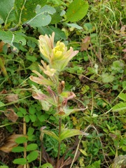 Castilleja unalaschcensis