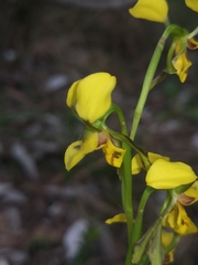 Diuris unica